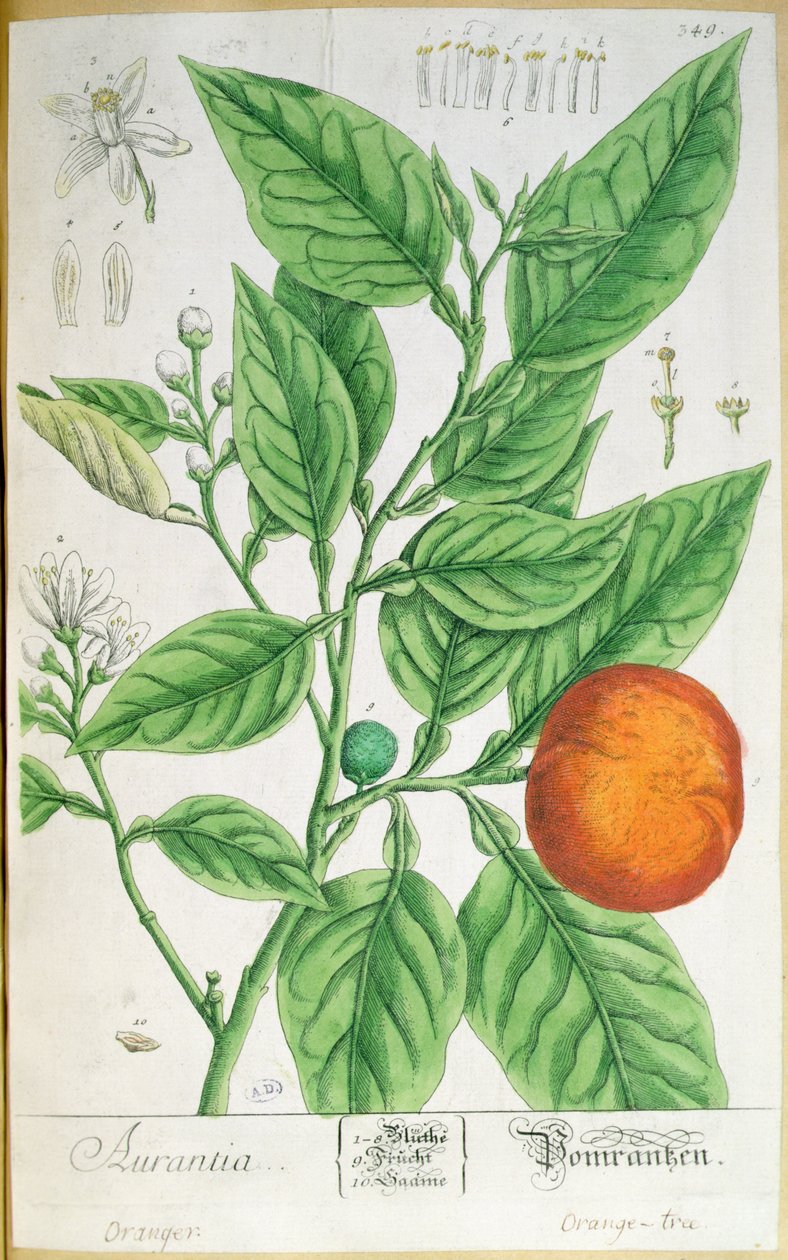 फल के साथ नारंगी शाखा, 'ए क्यूरियस हर्बल' से, 1757 में नूर्नबर्ग में प्रकाशित (रंगीन उत्कीर्णन) द्वारा एलिजाबेथ ब्लैकवेल