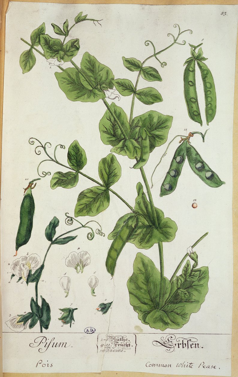 मटर, कलाकार द्वारा &39;हर्बेरियम ब्लैकवेलियनम&39; की थाली, 1757 (कागज पर पेन और स्याही और wc) द्वारा एलिजाबेथ ब्लैकवेल
