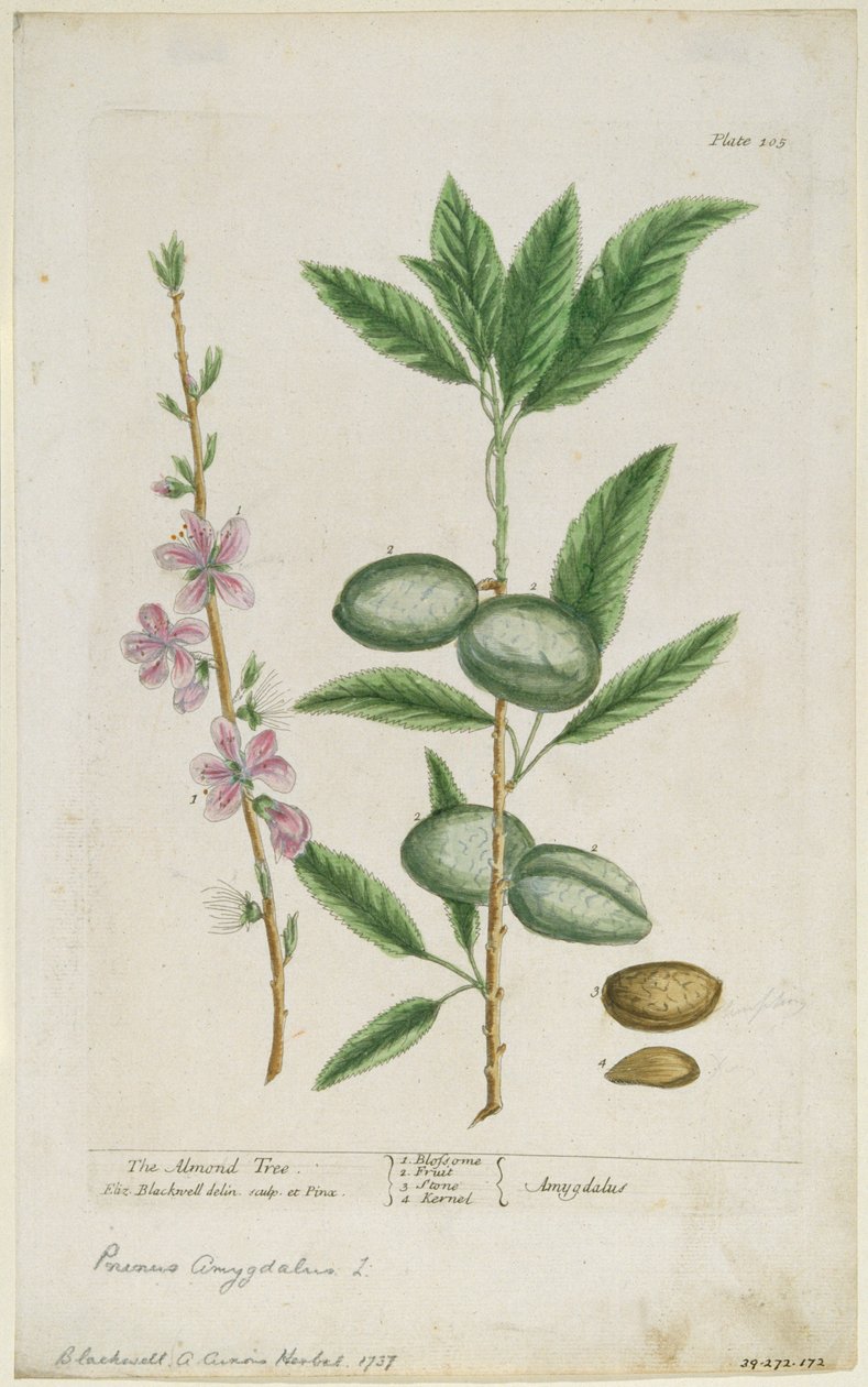 मीठा बादाम का पेड़। मीठा बादाम, 1737। द्वारा एलिजाबेथ ब्लैकवेल