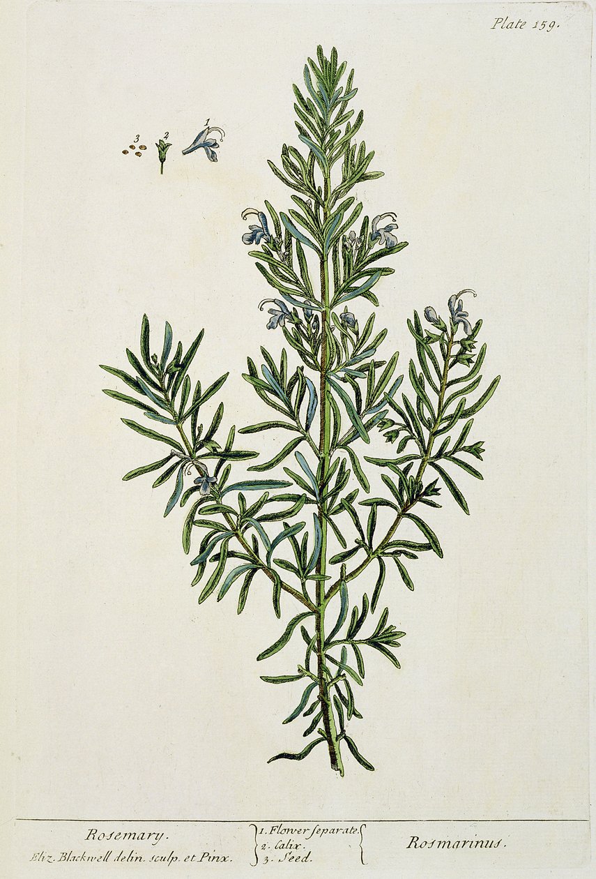 &39;ए क्यूरियस हर्बल&39;, 1782 (रंग उत्कीर्णन) से रोज़मरीनस ऑफ़िसिनालिस द्वारा एलिजाबेथ ब्लैकवेल