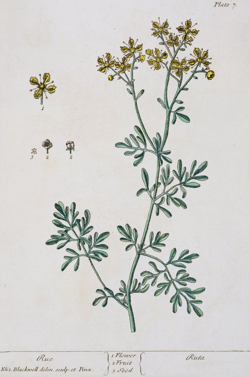 रु, &39;ए क्यूरियस हर्बल&39; से प्लेट 7, 1782 (रंग उत्कीर्णन) द्वारा एलिजाबेथ ब्लैकवेल