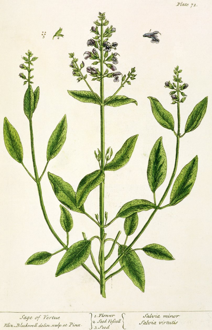 &39;ए क्यूरियस हर्बल&39; से साल्वियम, 1782 (रंग उत्कीर्णन) द्वारा एलिजाबेथ ब्लैकवेल