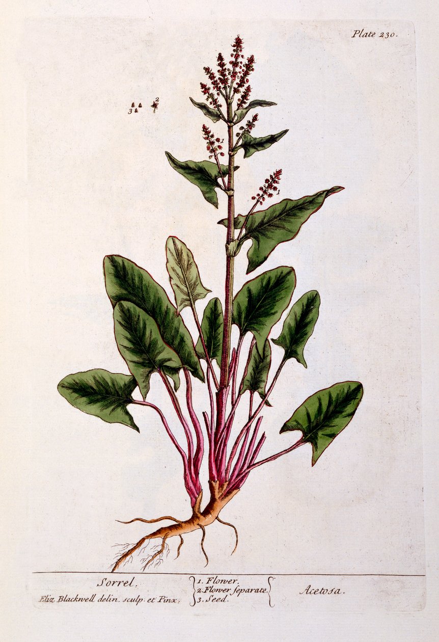 सोरेल, &39;ए क्यूरियस हर्बल&39; से प्लेट 230, प्रकाशित 1782 (रंग उत्कीर्णन) द्वारा एलिजाबेथ ब्लैकवेल