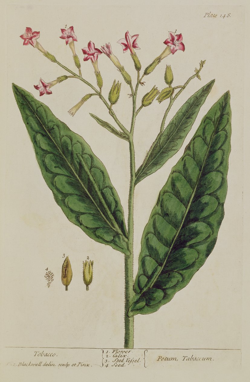 तम्बाकू, &39;ए क्यूरियस हर्बल&39; से १४६, १ from२ (रंग उत्कीर्णन) द्वारा एलिजाबेथ ब्लैकवेल