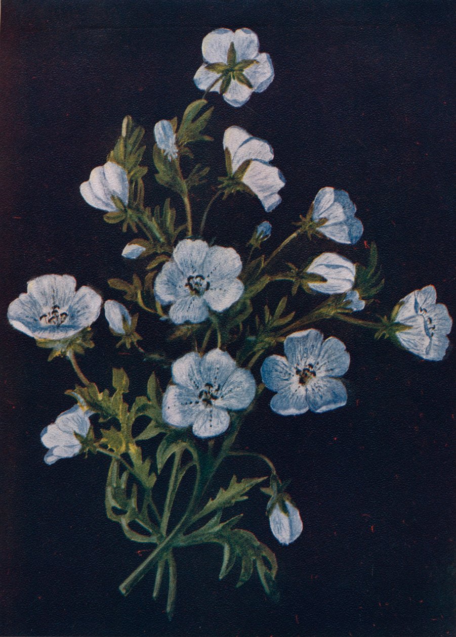 बेबी-ब्लू-आइज़, c1915, 1915 द्वारा एम्मा ग्राहम घड़ी