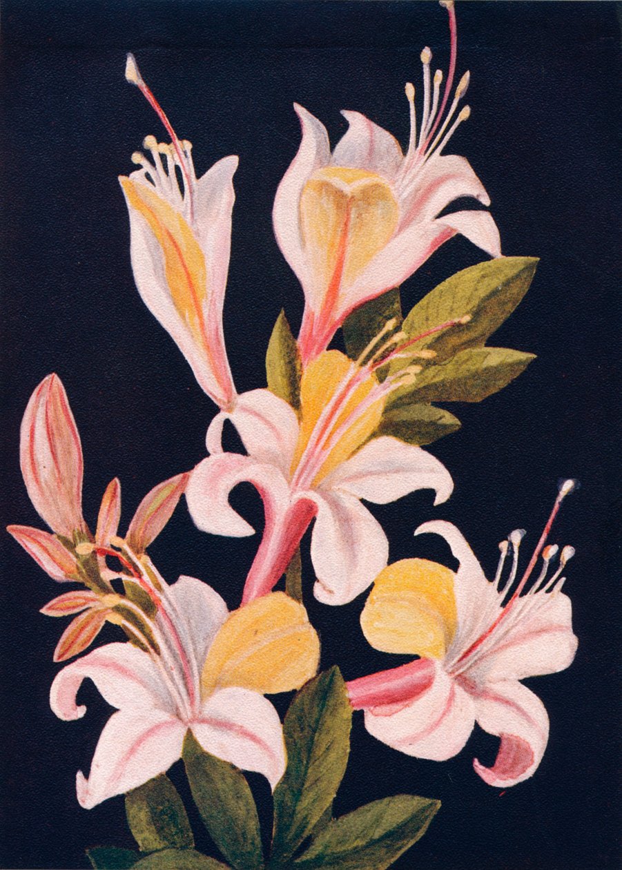 कैलिफ़ोर्निया अज़ालिया, c1915, 1915 द्वारा एम्मा ग्राहम घड़ी