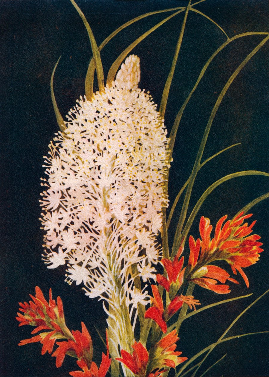 स्कव ग्रास और स्कारलेट पेंट ब्रश, c1915, 1915 द्वारा एम्मा ग्राहम घड़ी