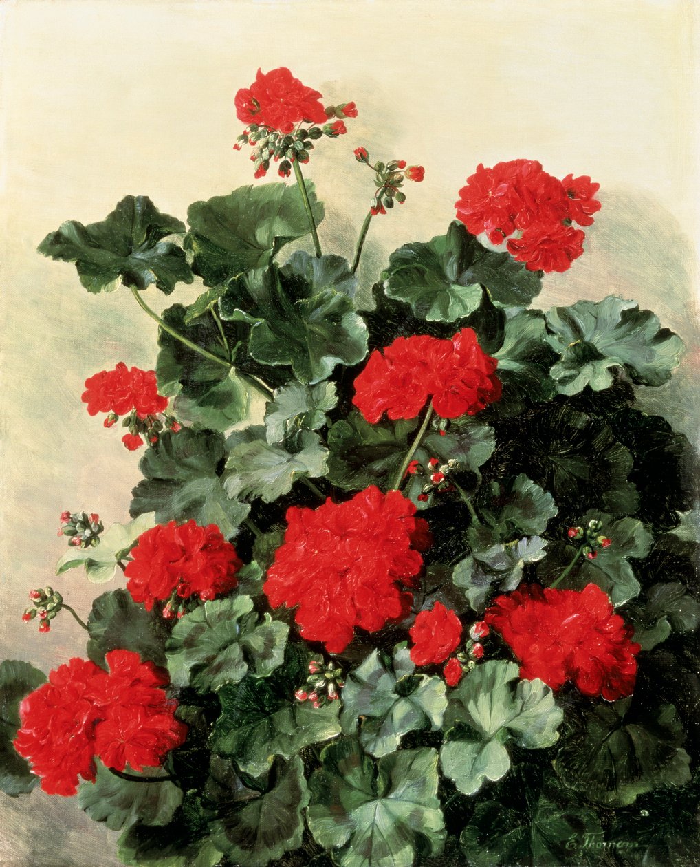  द्वारा एमी थोरनाम