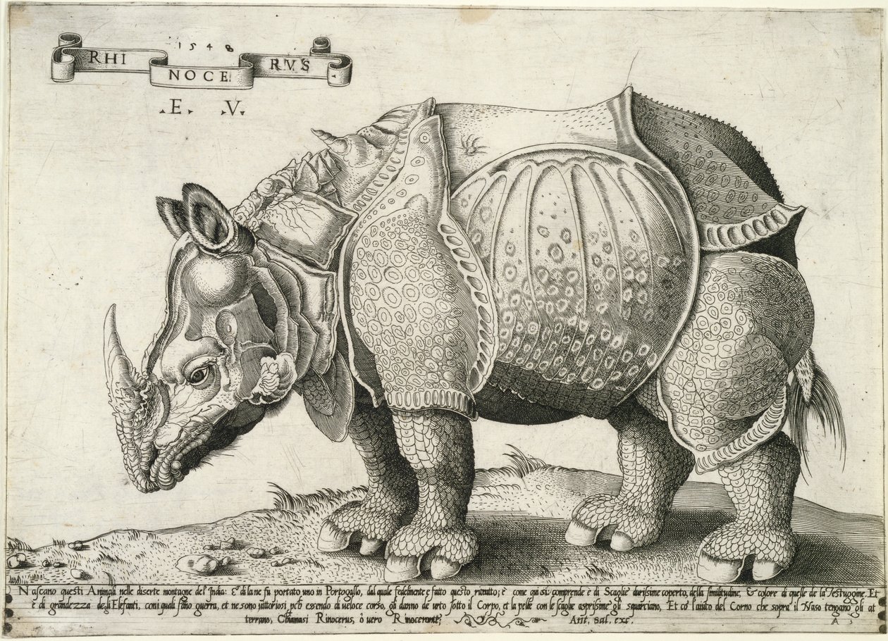 गैंडा, 1548 द्वारा Enea विको