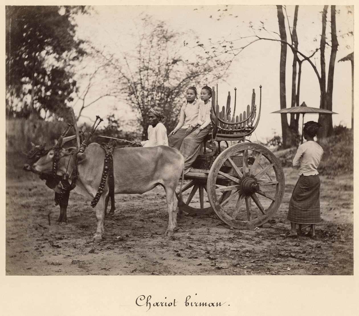 मंडलाय, बर्मा में दो बैलों द्वारा खींची गई गाड़ी, c.1885 (ग्लास नेगेटिव से एल्बम प्रिंट) द्वारा अंग्रेजी फोटोग्राफर