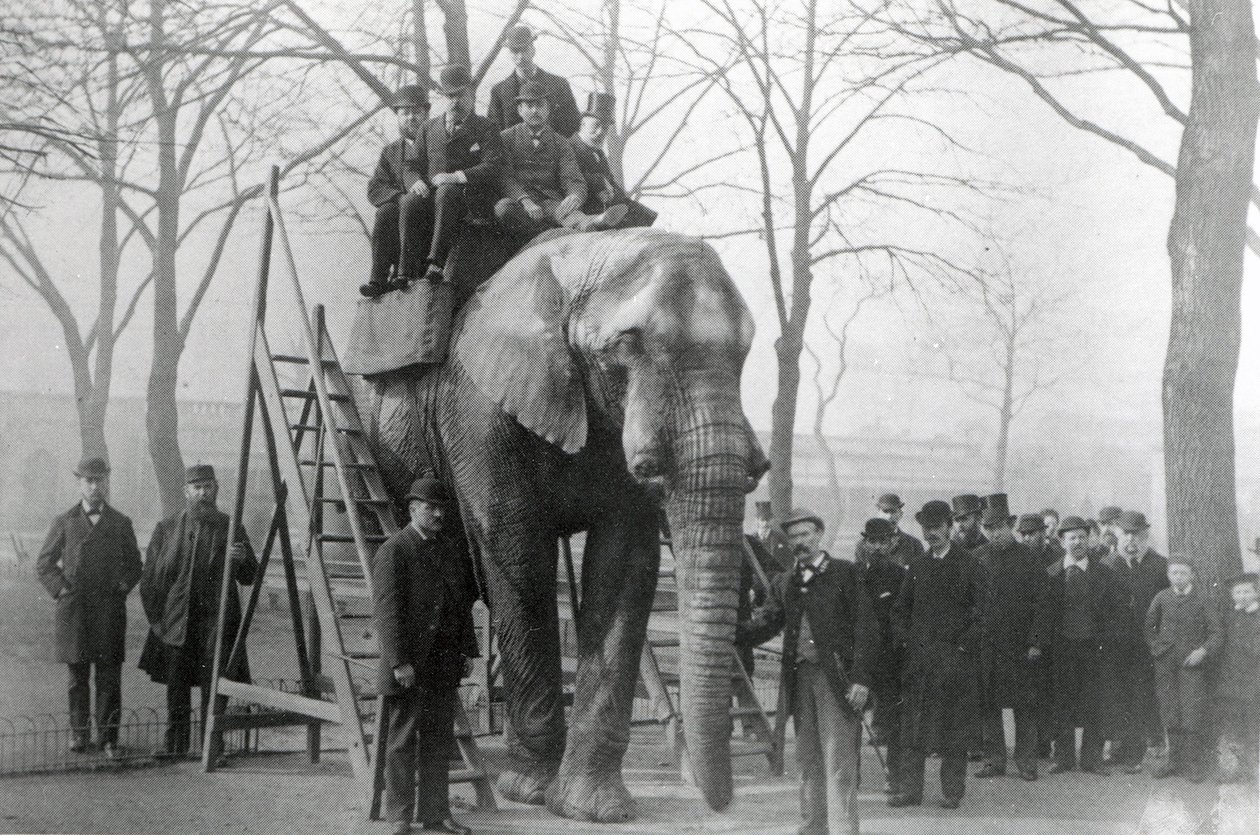 ZSL लंदन चिड़ियाघर की सवारी के चरणों में जंबो, शायद मार्च 1882 द्वारा अंग्रेजी फोटोग्राफर