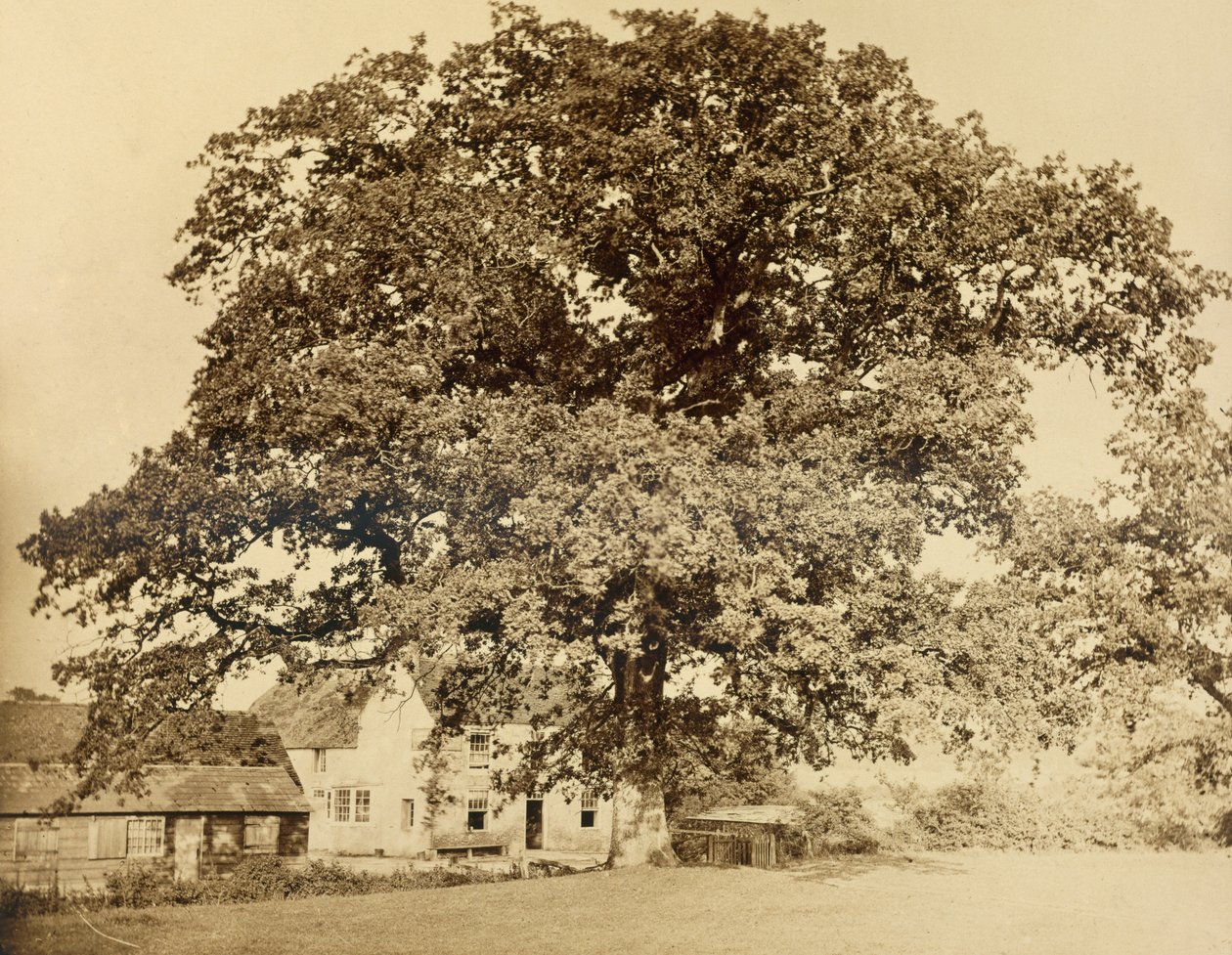 ओक (गर्मियों में), फ्रायर्स ओक, क्लेटन, ससेक्स, 1860, (गीला कोलोडियन नकारात्मक से एल्बम प्रिंट) द्वारा अंग्रेजी फोटोग्राफर