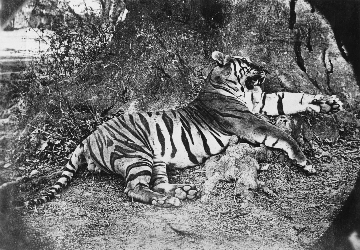 बाघ, c.1870 द्वारा अंग्रेजी फोटोग्राफर