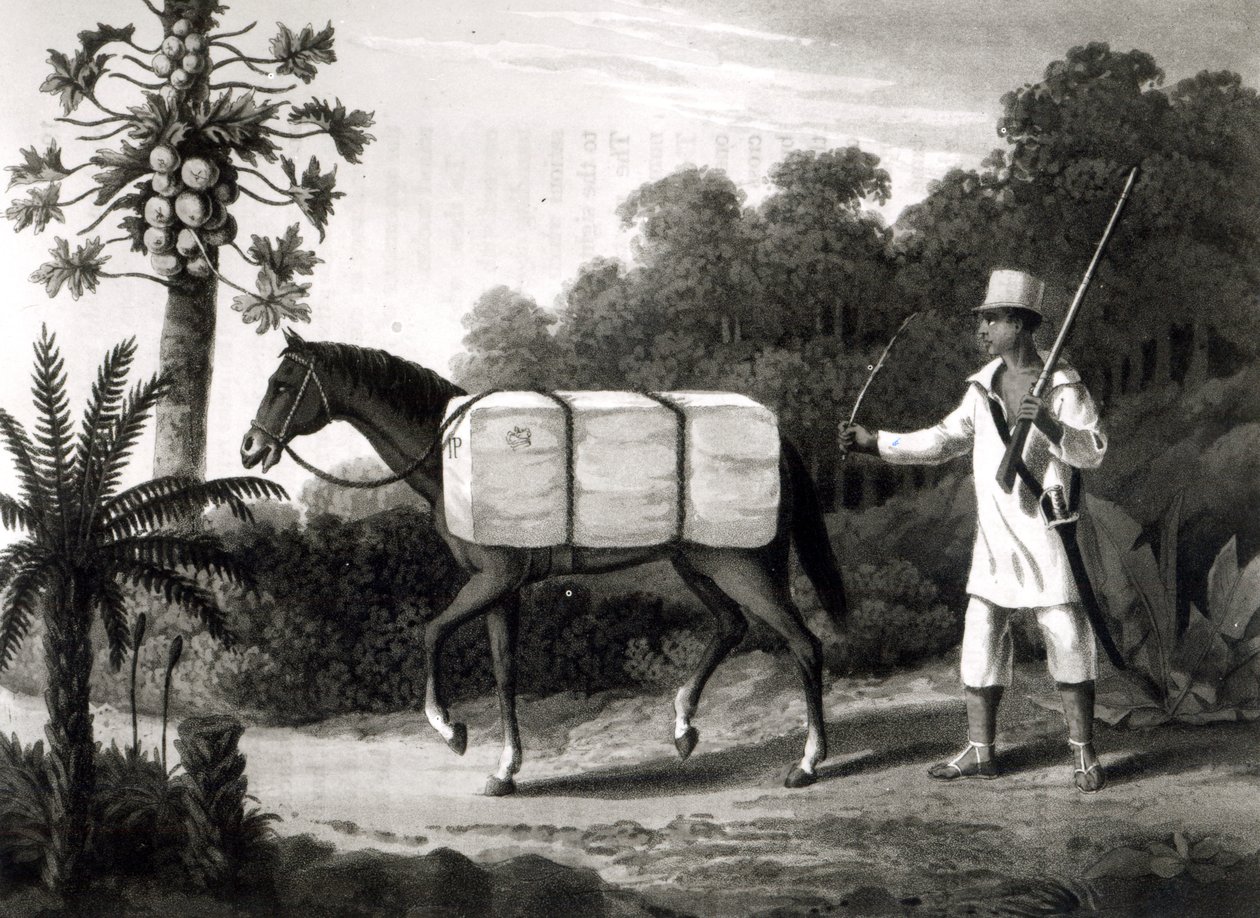 कॉटन कैरियर, &39;ट्रैवल्स इन ब्राजील&39;, 1819 (bw प्रिंट) द्वारा अंग्रेजी स्कूल