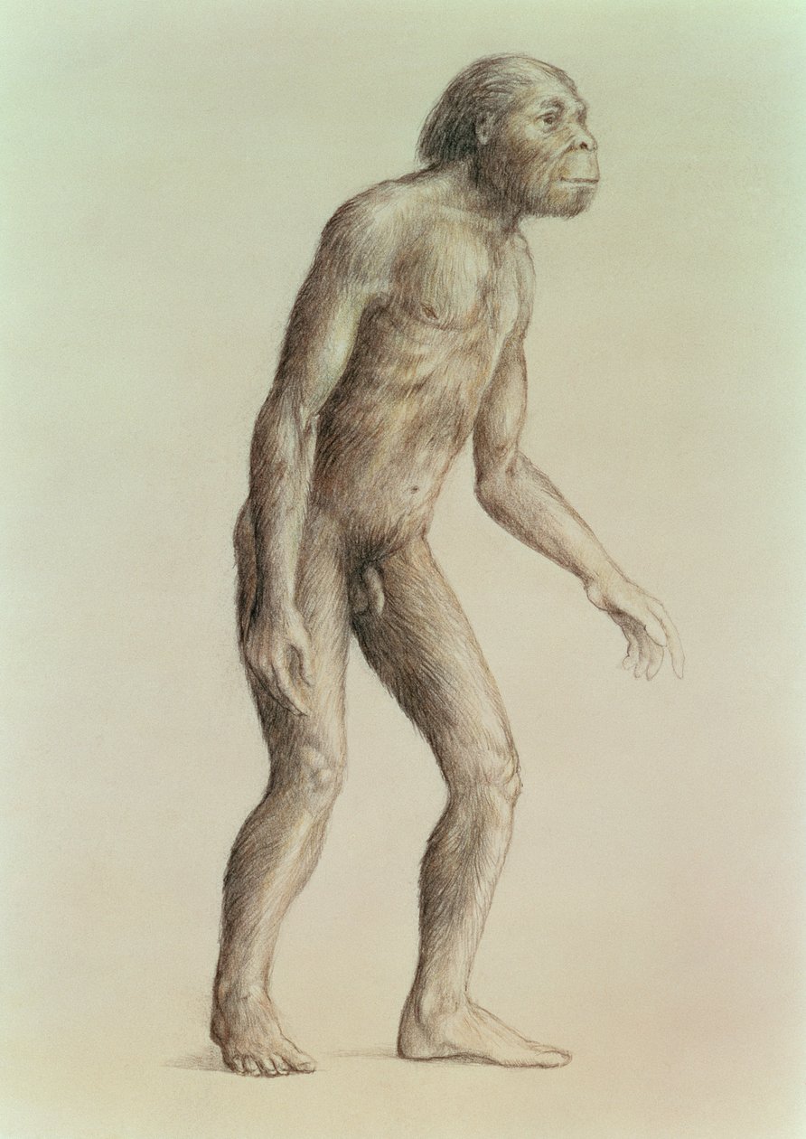 Neandertal द्वारा अंग्रेजी स्कूल