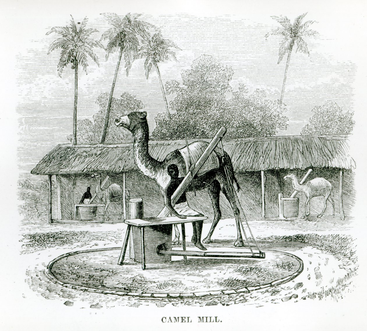 कैमल मिल, जेएफ एल्टन, 1879 द्वारा &39;ट्रैवल्स इन अफ्रीका&39; से द्वारा अंग्रेजी स्कूल