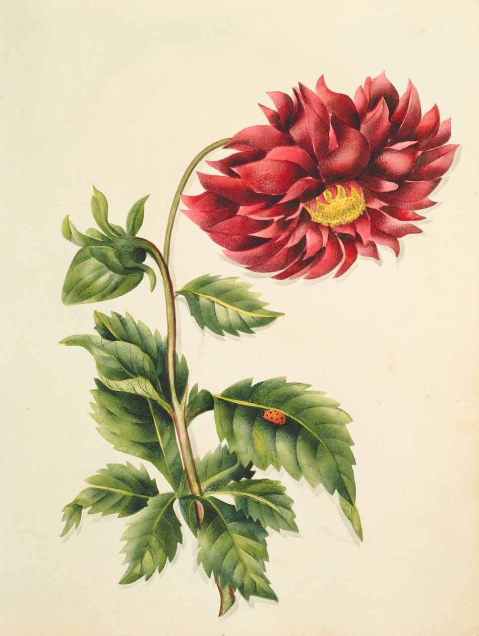 गुलदाउदी, फूल से, एक अंग्रेजी वनस्पति पांडुलिपि, c.1840 (wc) द्वारा अंग्रेजी स्कूल