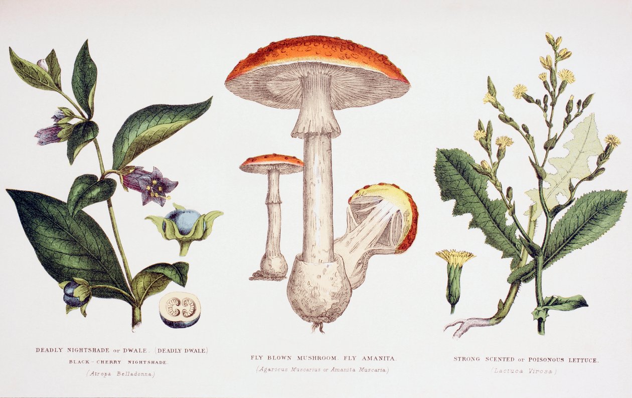 आम जहरीला पौधे, c.1890 द्वारा अंग्रेजी स्कूल