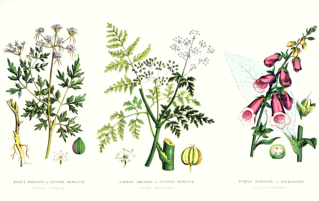 आम जहरीला पौधे, c.1890 द्वारा अंग्रेजी स्कूल