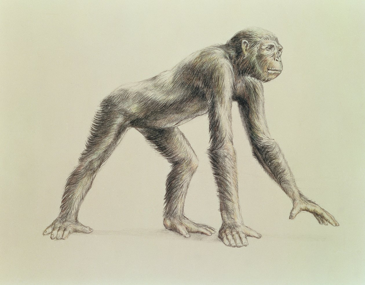 अफ्रीकी dryopithecus द्वारा अंग्रेजी स्कूल