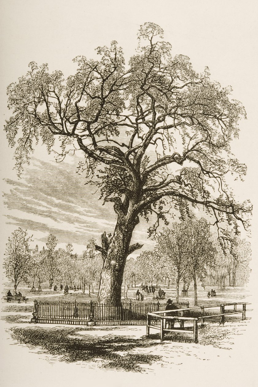 लिबर्टी ट्री, बोस्टन कॉमन, C.1870 में, धार्मिक ट्रैक्ट सोसायटी, 1876 द्वारा प्रकाशित &39;अमेरिकन पिक्चर्स&39; से द्वारा अंग्रेजी स्कूल