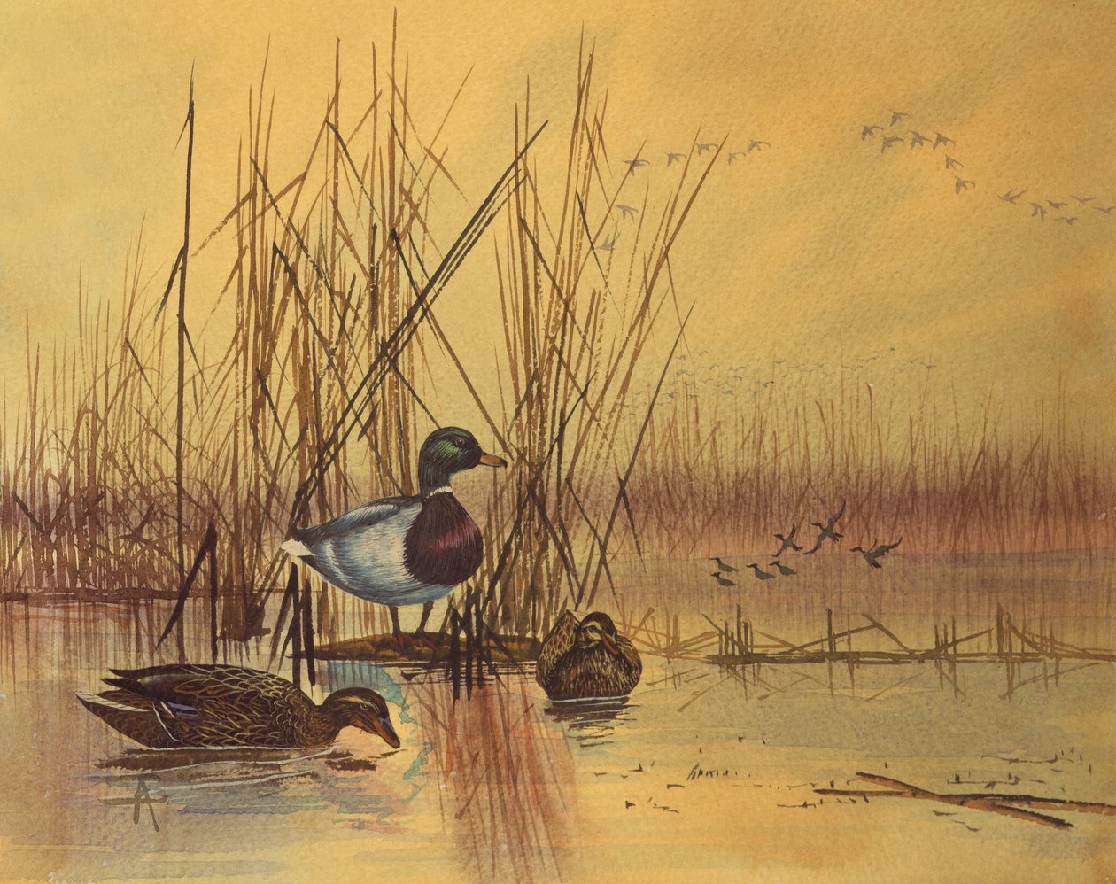 एक झील में मलार्ड डक, c.1890 (कागज पर wc) द्वारा अंग्रेजी स्कूल