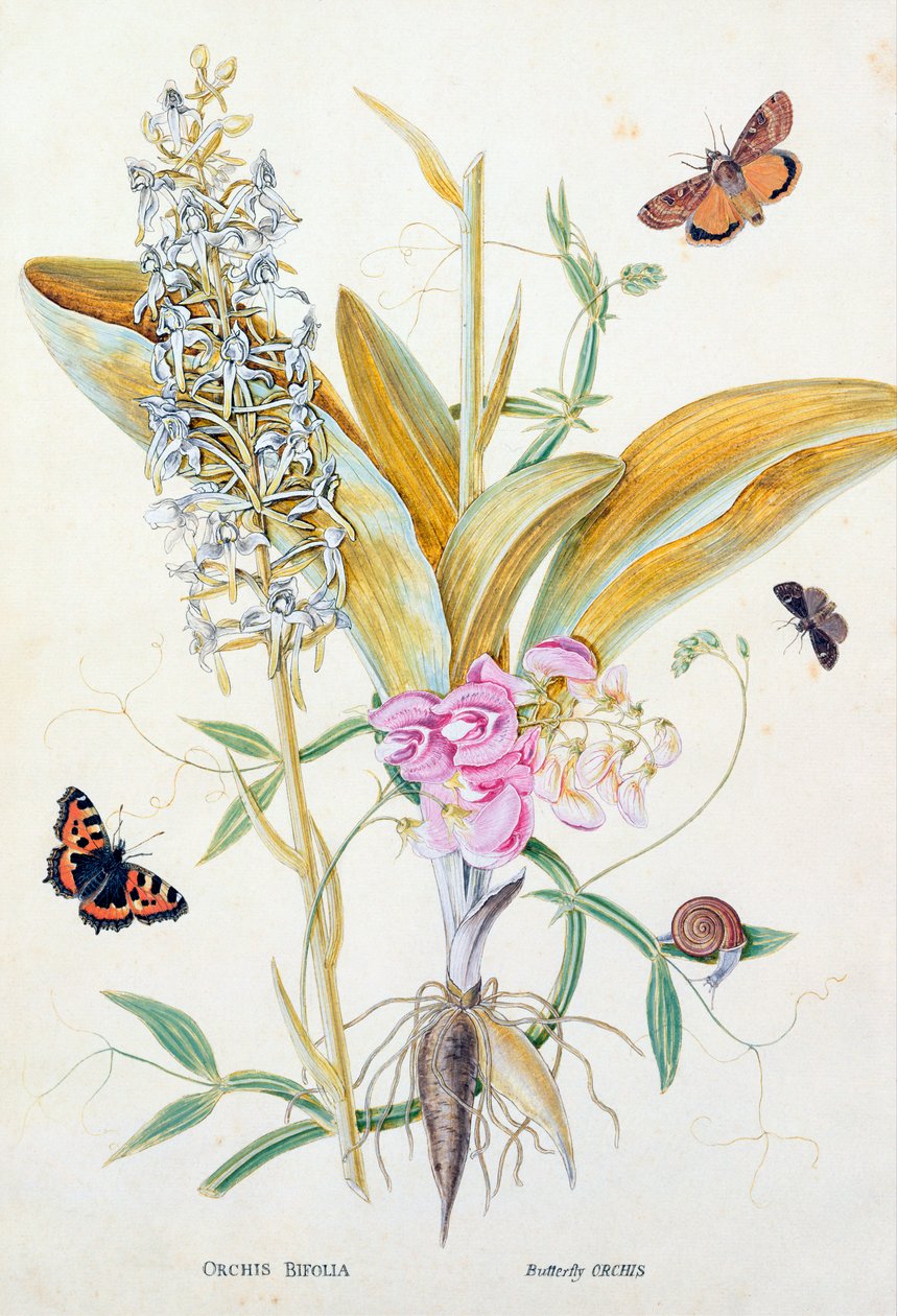 आर्किड: बिफोलिया (तितली आर्किड), प्रिंट, c.1860 द्वारा अंग्रेजी स्कूल