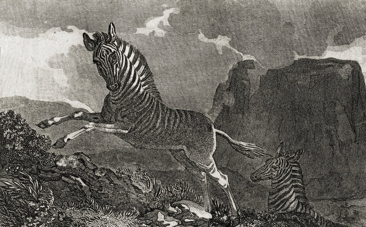 Quagga द्वारा अंग्रेजी स्कूल