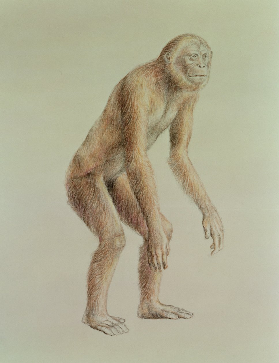 Ramapithecus द्वारा अंग्रेजी स्कूल