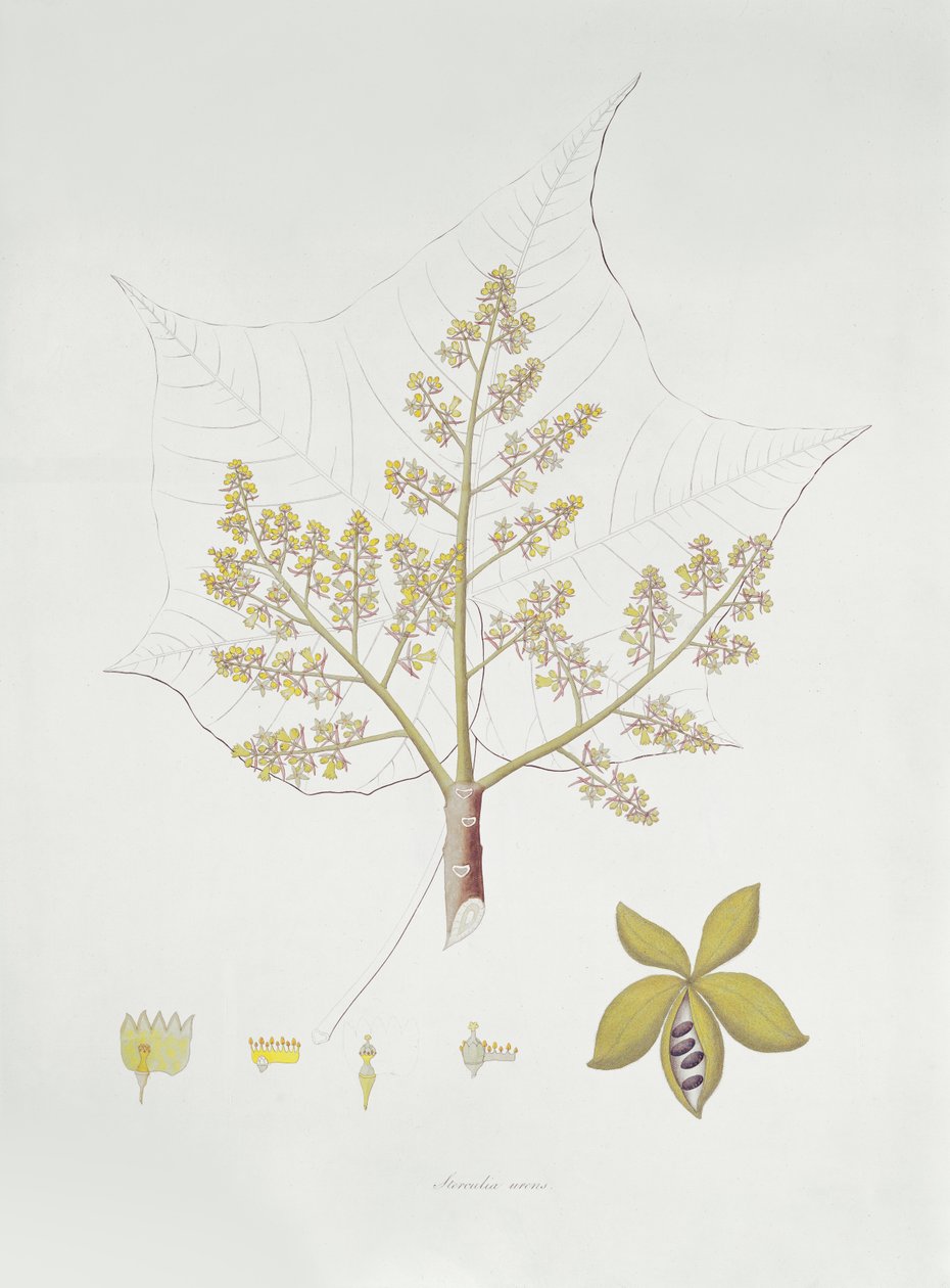 Sterculia Urens (रंग उत्कीर्णन) द्वारा अंग्रेजी स्कूल