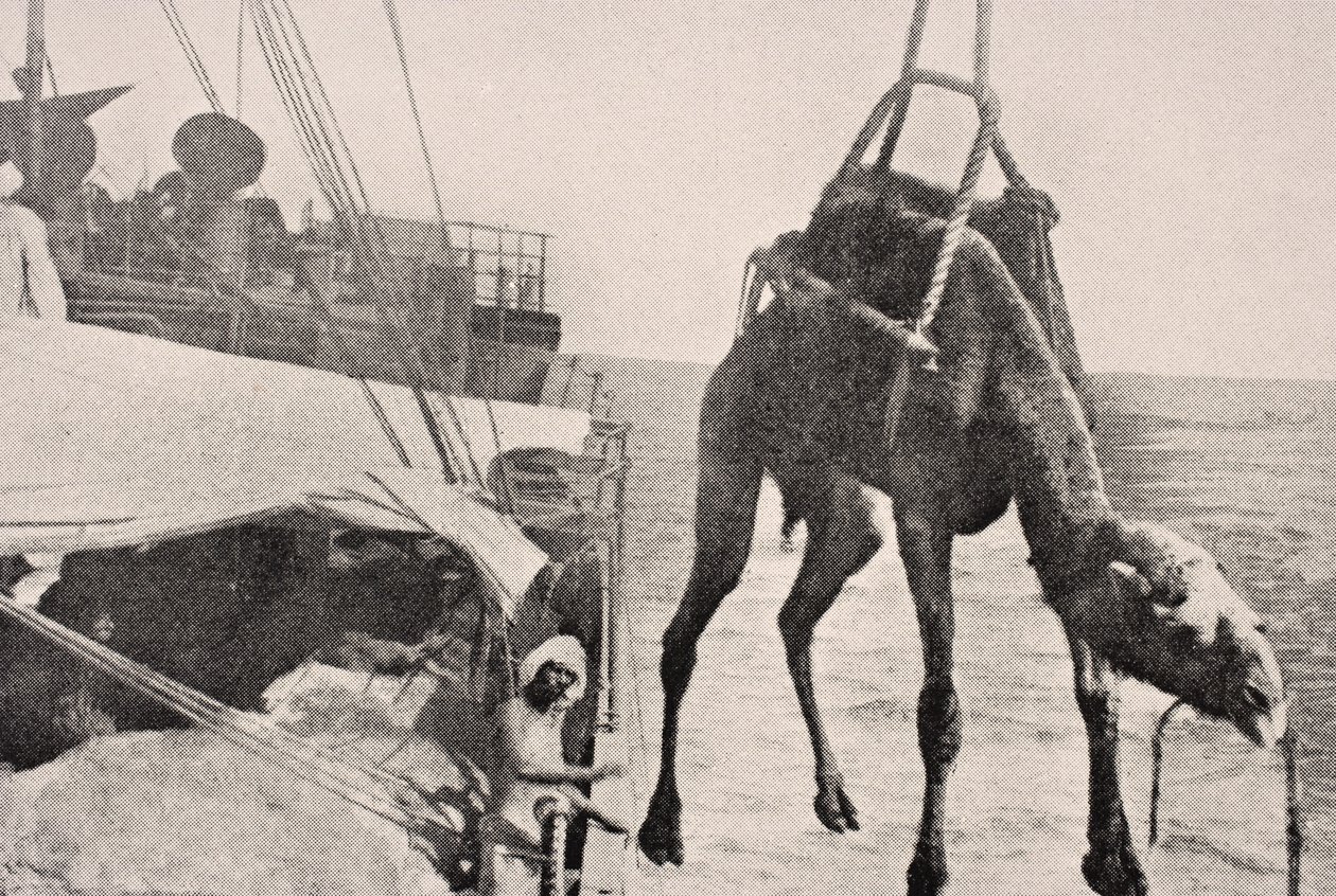 1915 में लंदन में प्रकाशित &39;द वॉर इलस्ट्रेटेड एल्बम डे-डीलक्स&39; से फारस की खाड़ी में जहाज से उतर कर 1915 में ऊंट का स्थानांतरण द्वारा अंग्रेजी स्कूल
