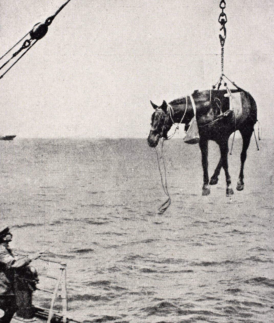 1915 में लंदन में प्रकाशित &39;द वॉर इलस्ट्रेटेड एल्बम डे-डीलक्स&39; से जहाज से ज़मीन पर उतरने वाला घोड़ा, 1915 में द्वारा अंग्रेजी स्कूल