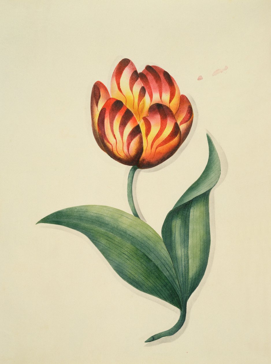 ट्यूलिप, `फूल, एक अंग्रेजी वनस्पति पांडुलिपि, c.1840 (wc) से द्वारा अंग्रेजी स्कूल