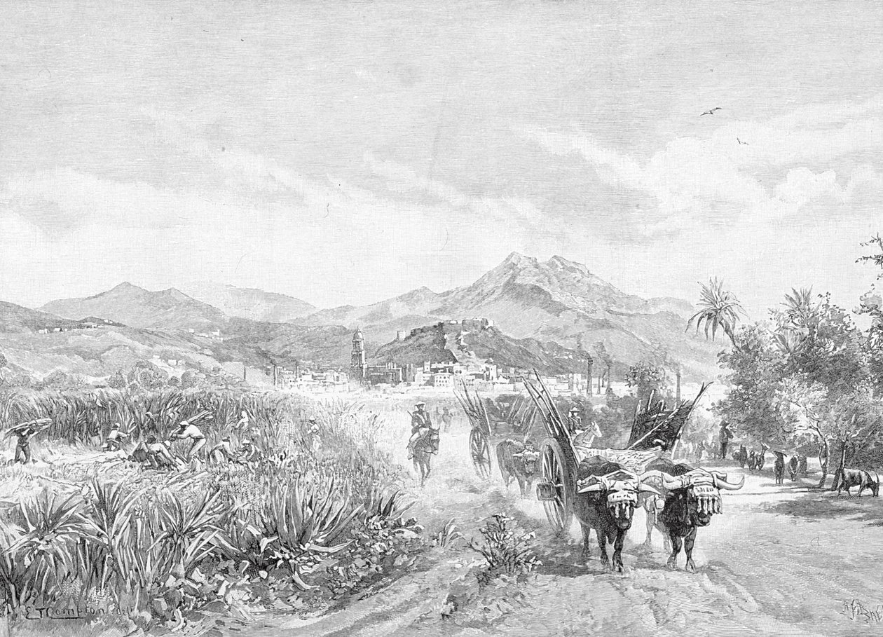 कैसेल एंड कंपनी लिमिटेड, 1880s-90s द्वारा प्रकाशित &39;द सुरम्य भूमध्यसागरीय&39;, खंड 3, से चीनी फ़ील्ड, मलागा, स्पेन का दृश्य द्वारा अंग्रेजी स्कूल