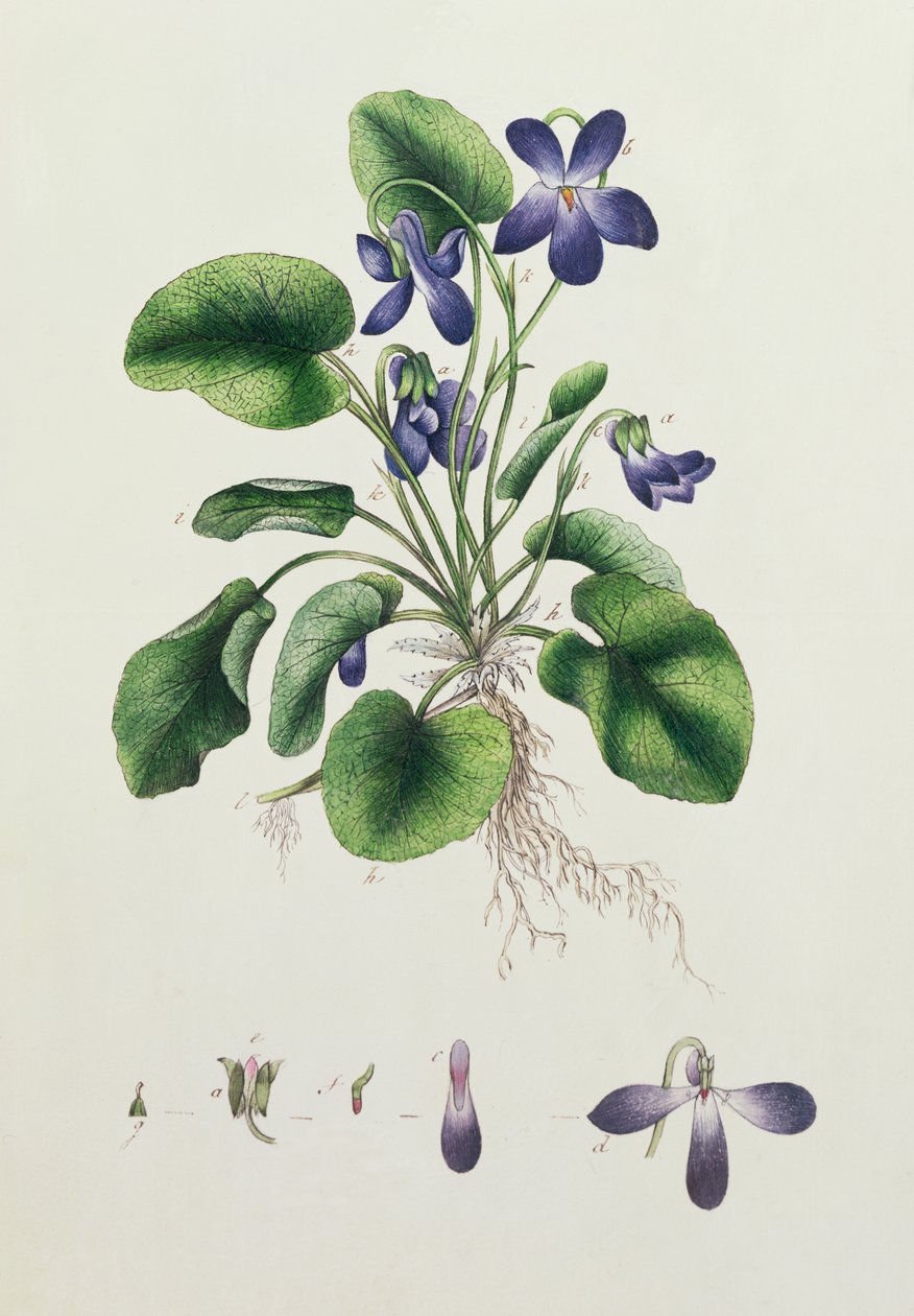 Violets, बॉटनिकल स्टडीज के एक एल्बम का पृष्ठ c.1830 द्वारा अंग्रेजी स्कूल