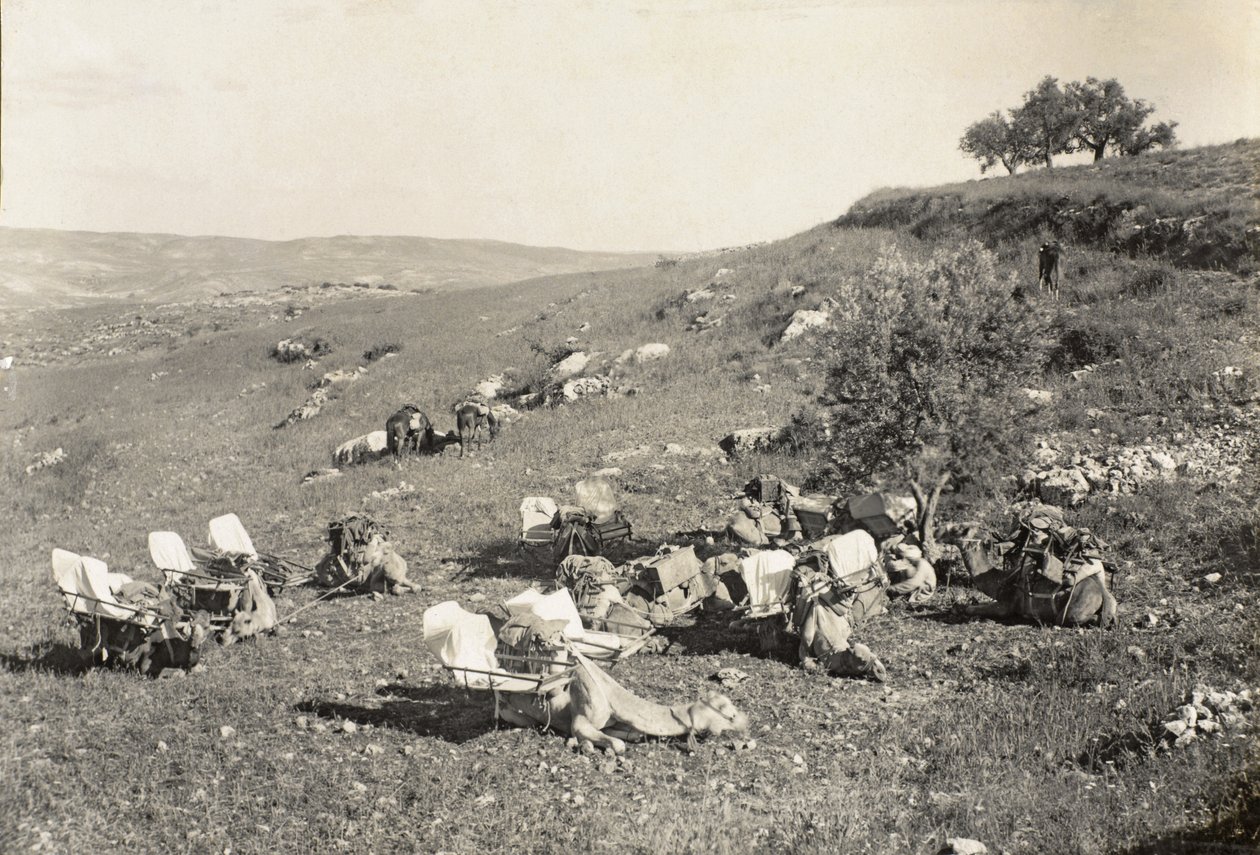 एम्बुलेंस ऊंट, c.1916-19 (b/w फोटो) द्वारा अंग्रेजी फोटोग्राफर