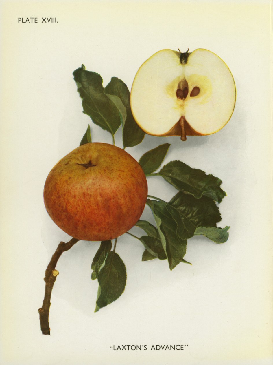  द्वारा अंग्रेजी फोटोग्राफर