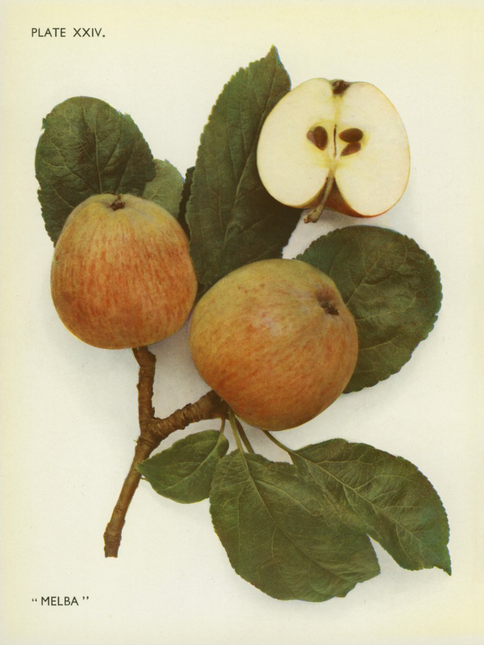  द्वारा अंग्रेजी फोटोग्राफर