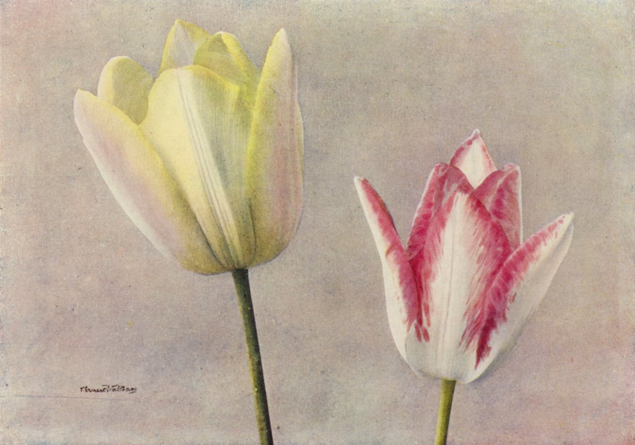  द्वारा अंग्रेजी फोटोग्राफर