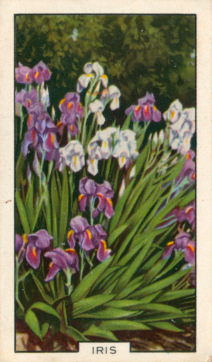  द्वारा अंग्रेजी फोटोग्राफर