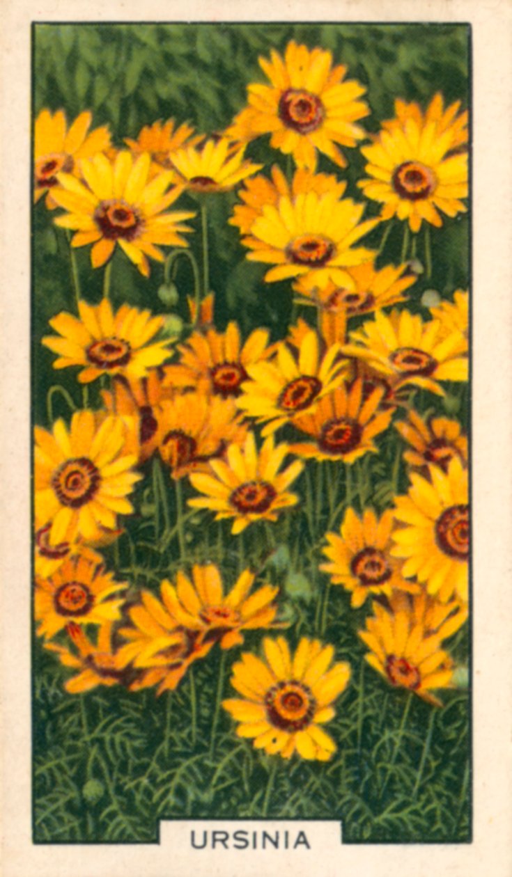  द्वारा अंग्रेजी फोटोग्राफर