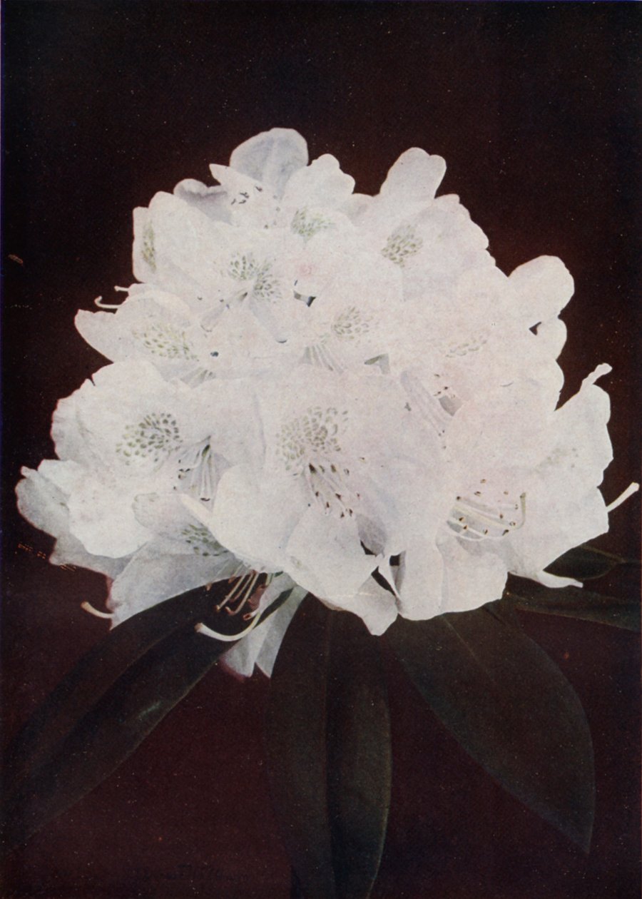  द्वारा अंग्रेजी फोटोग्राफर