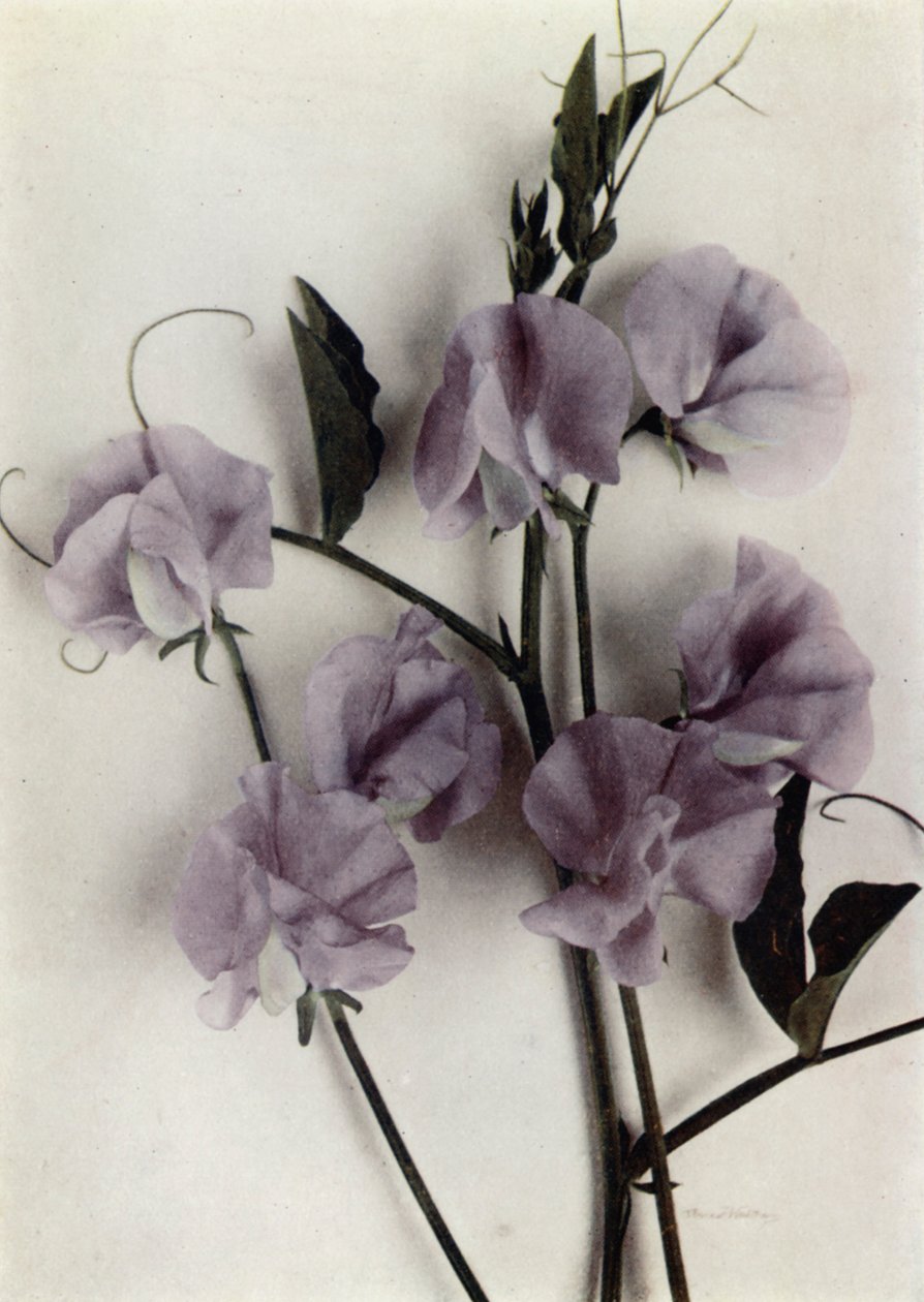  द्वारा अंग्रेजी फोटोग्राफर