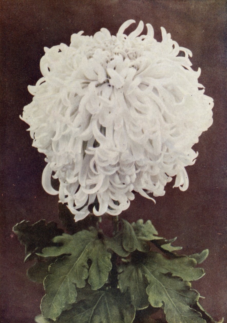  द्वारा अंग्रेजी फोटोग्राफर