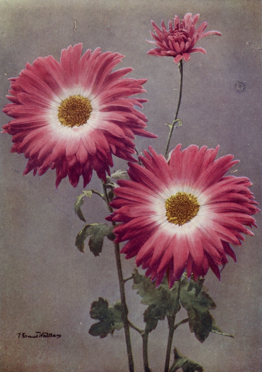  द्वारा अंग्रेजी फोटोग्राफर