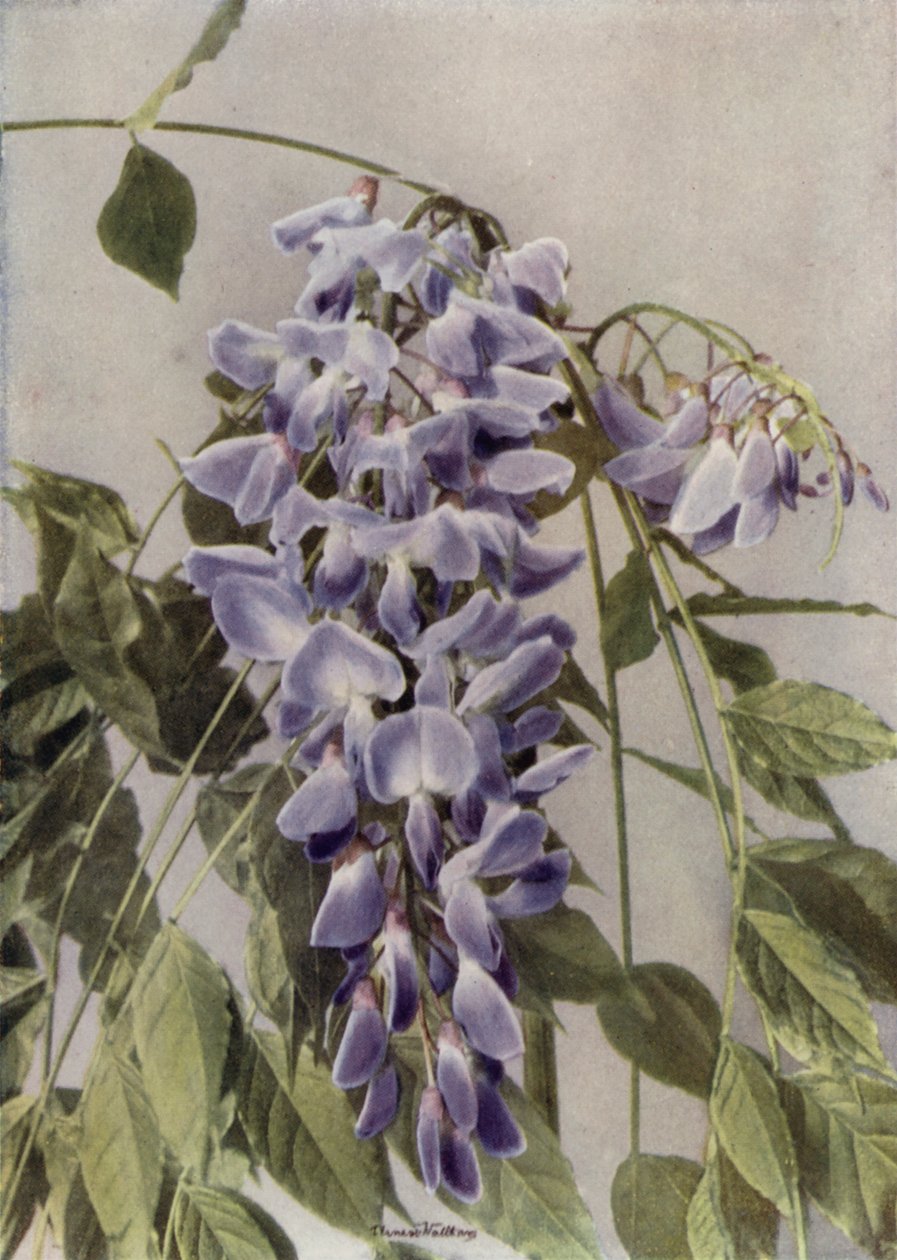  द्वारा अंग्रेजी फोटोग्राफर