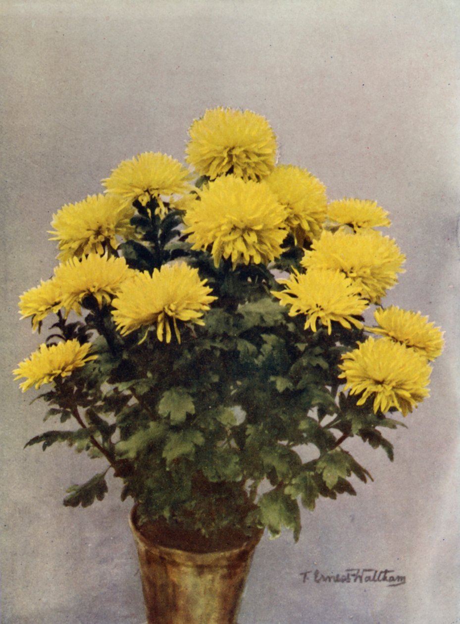  द्वारा अंग्रेजी फोटोग्राफर