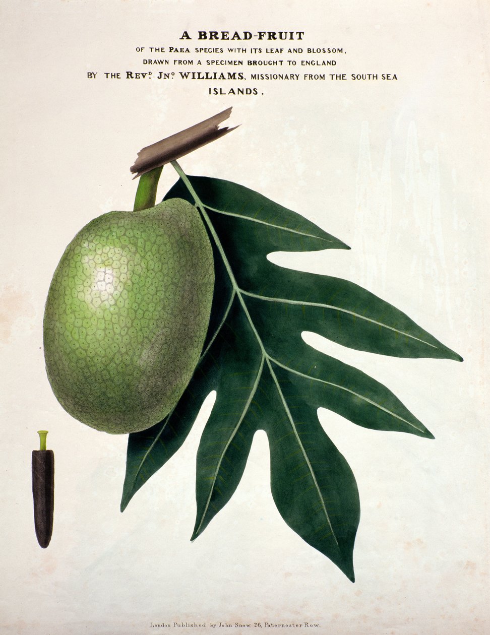 एक ब्रेड-फ्रूट, c.1825 (हस्तनिर्मित लिथो) द्वारा अंग्रेजी स्कूल
