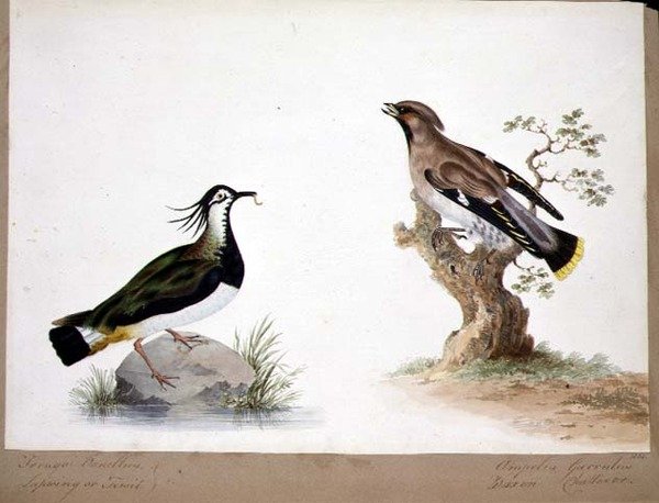 एक लैपविंग और एक वैक्सविंग द्वारा अंग्रेजी स्कूल