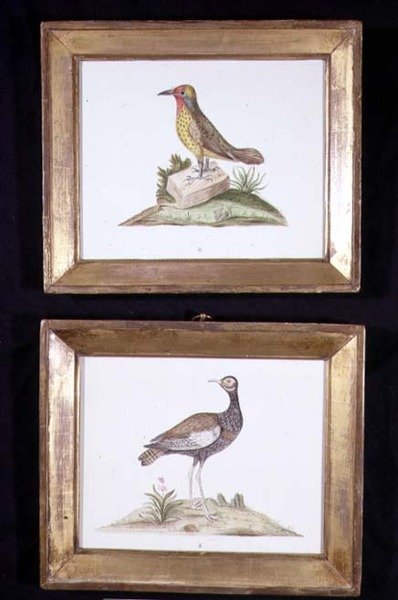 एक कठफोड़वा और एक शिकायत, c.1800 (कागज पर पानी के रंग का) द्वारा अंग्रेजी स्कूल